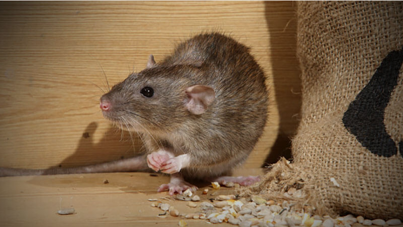 palm harbor rodent eradication
