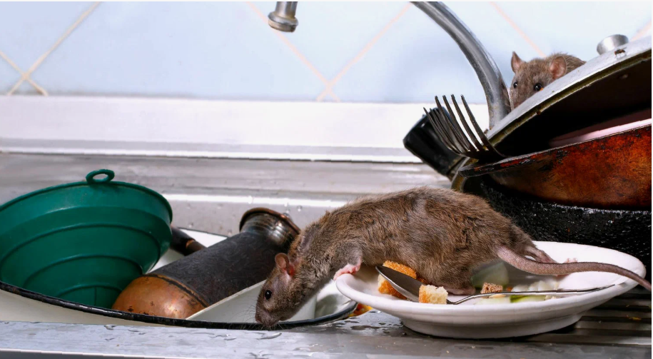 rodent control palm harbor